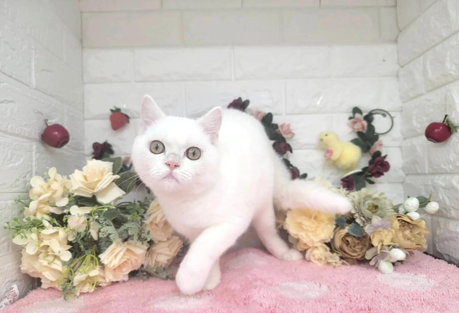 売約済★マンチカン（足長）★オス★ No.3000