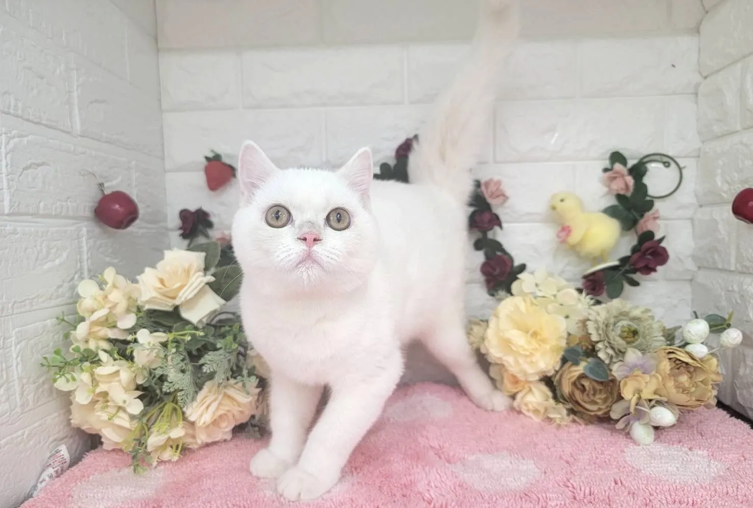 売約済★マンチカン（足長）★オス★ No.3000