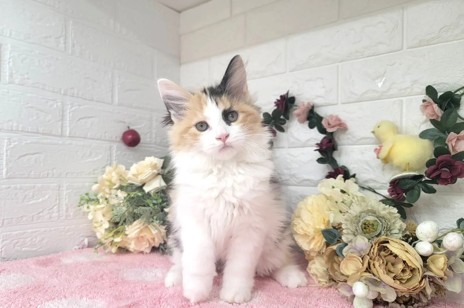 ★サイベリアン★メス★ No.3008