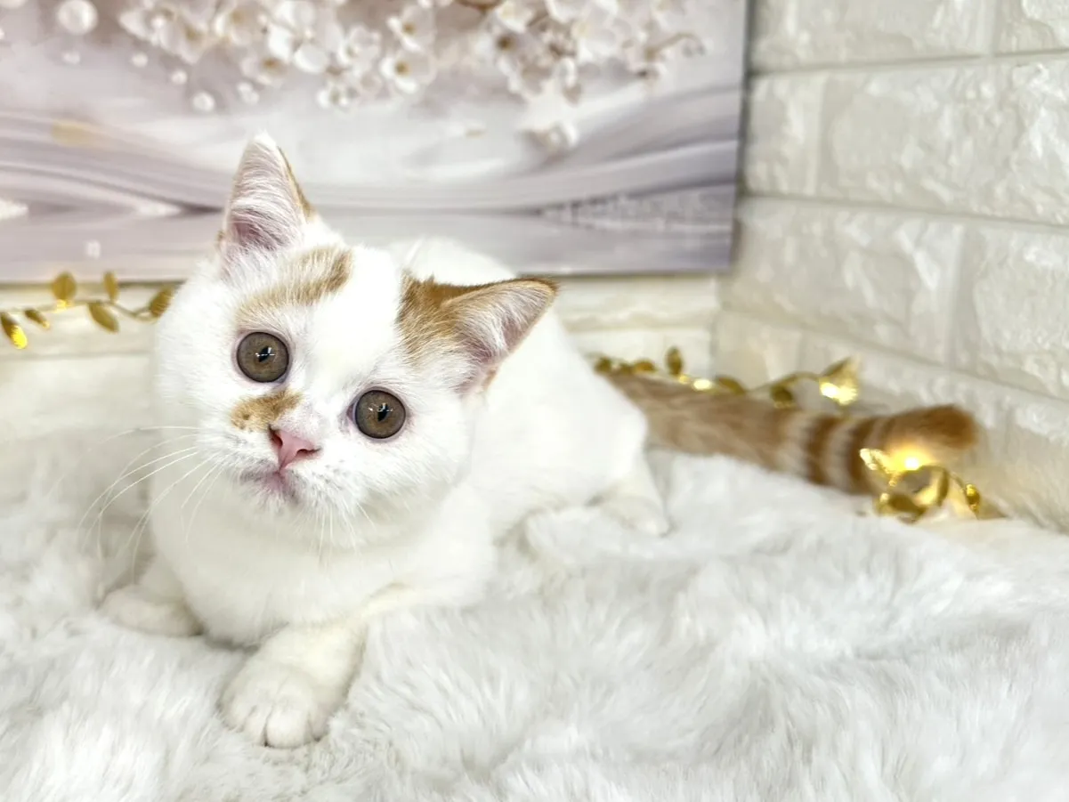 ★ミヌエット（足長）★オス★ No.3002