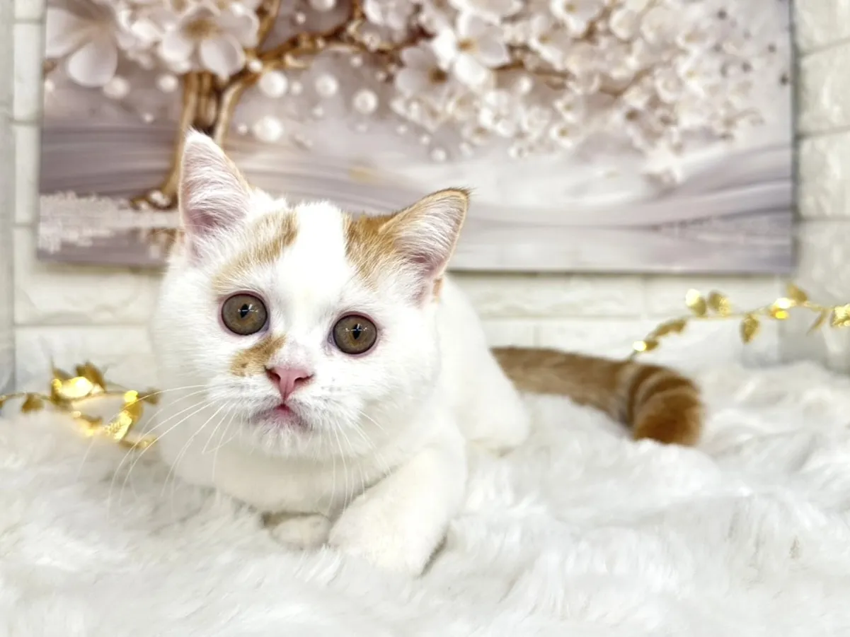 ★ミヌエット（足長）★オス★ No.3002