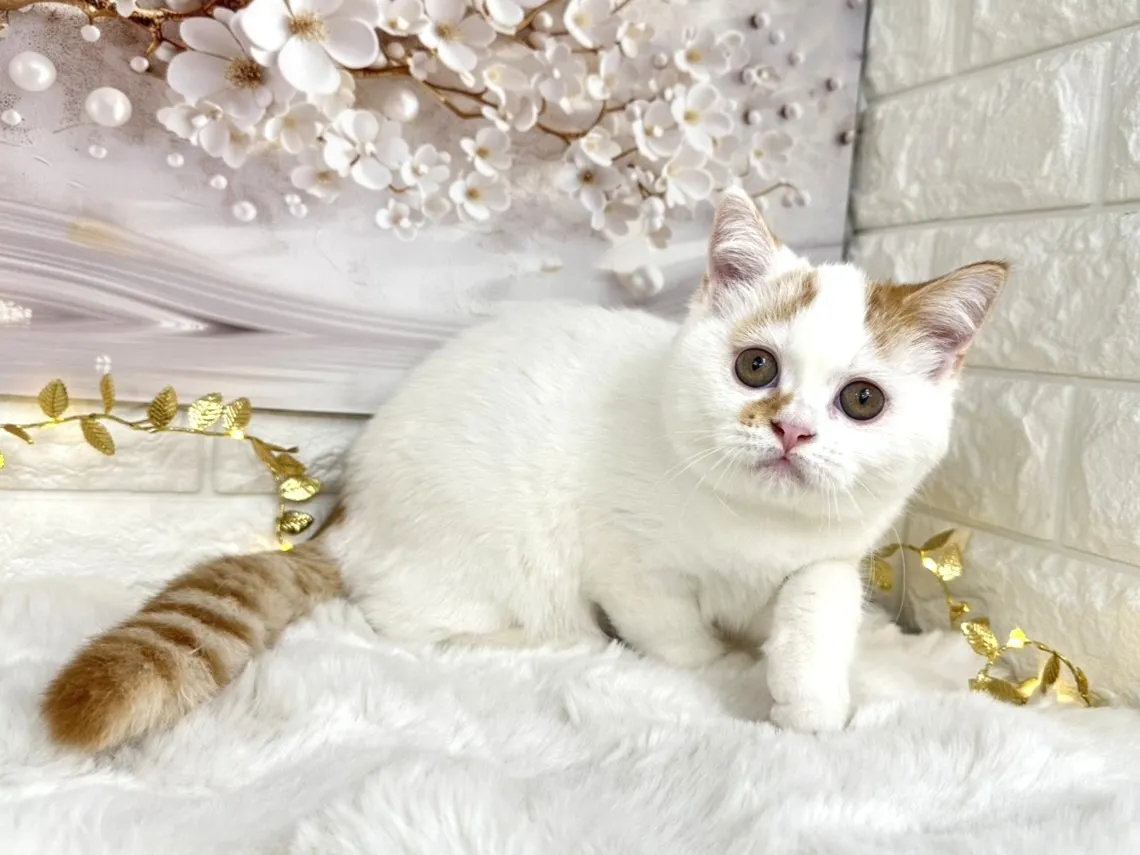 ★ミヌエット（足長）★オス★ No.3002