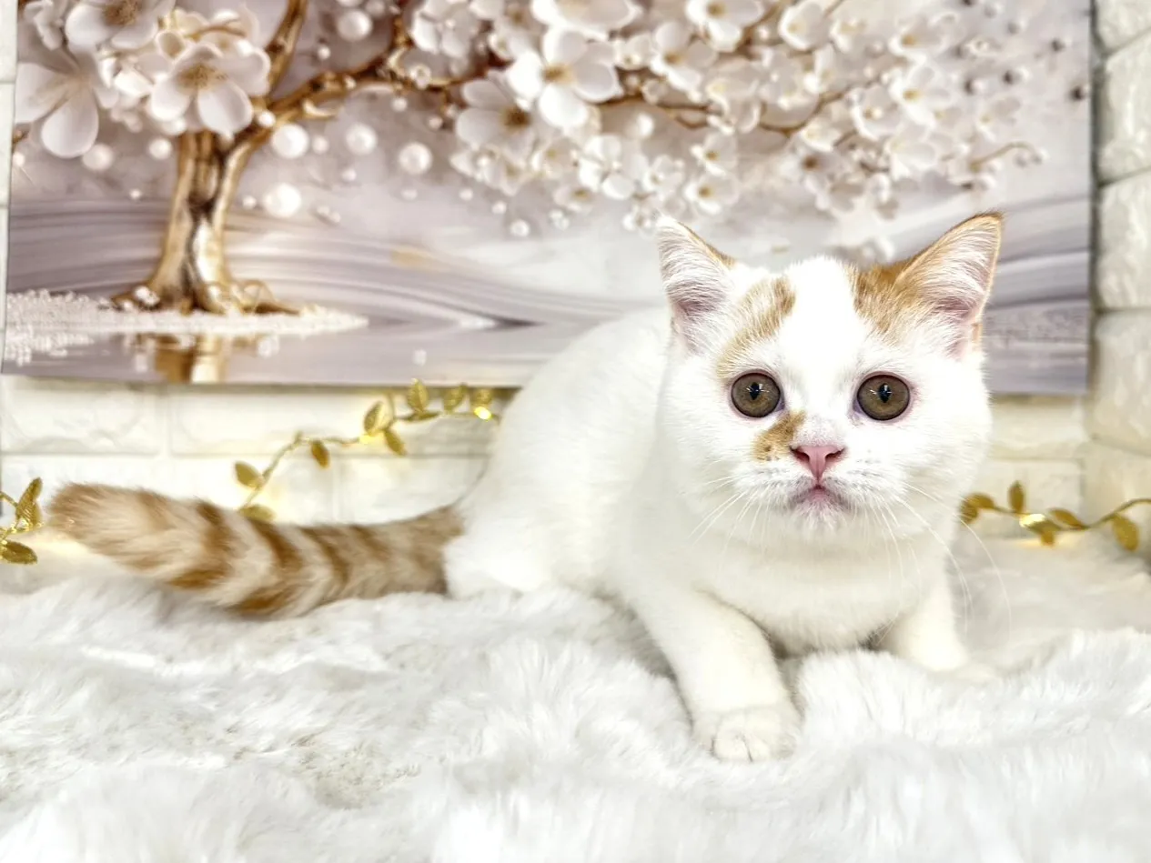 ★ミヌエット（足長）★オス★ No.3002