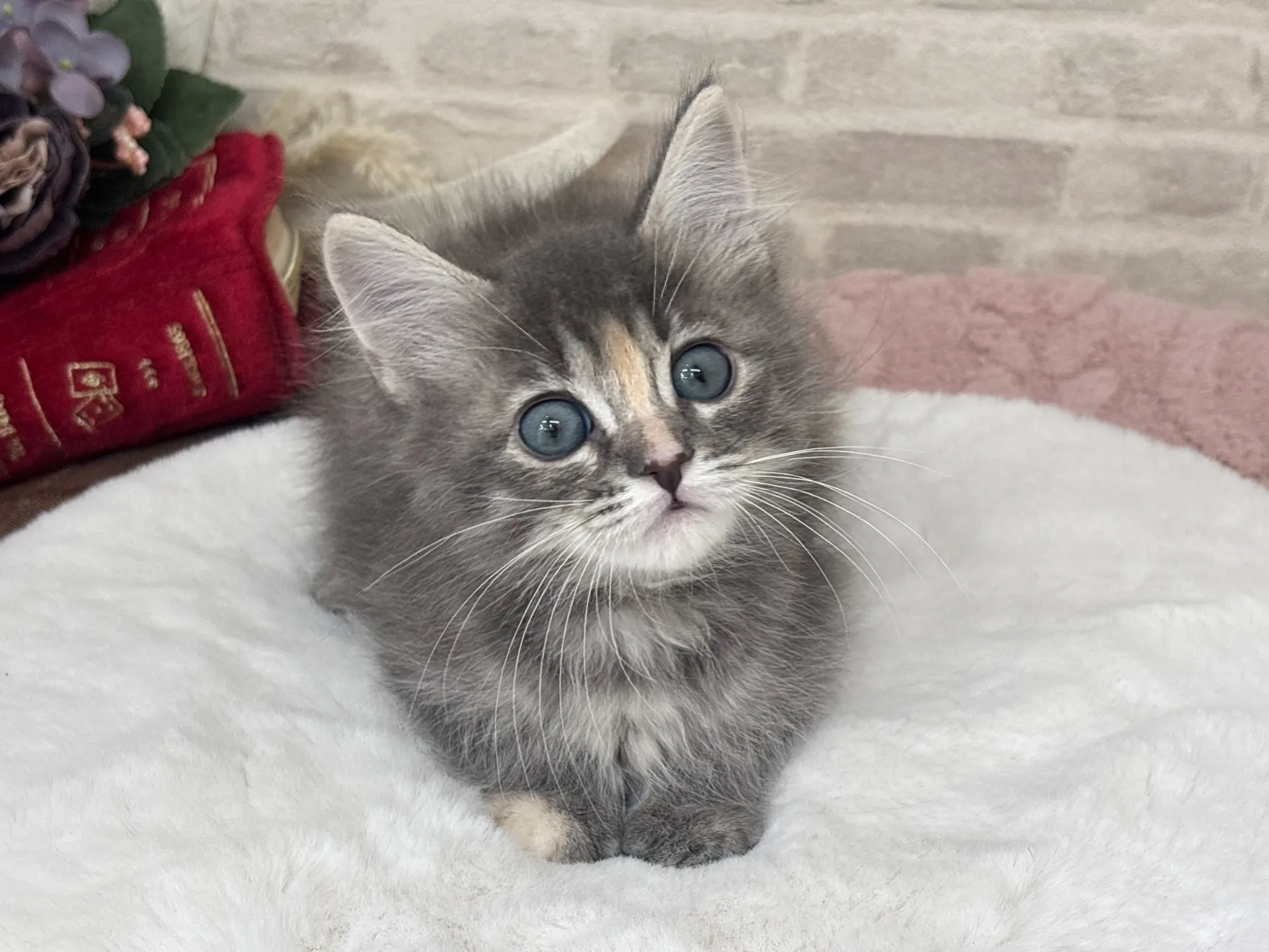 ★サイベリアン★メス★ No.3038