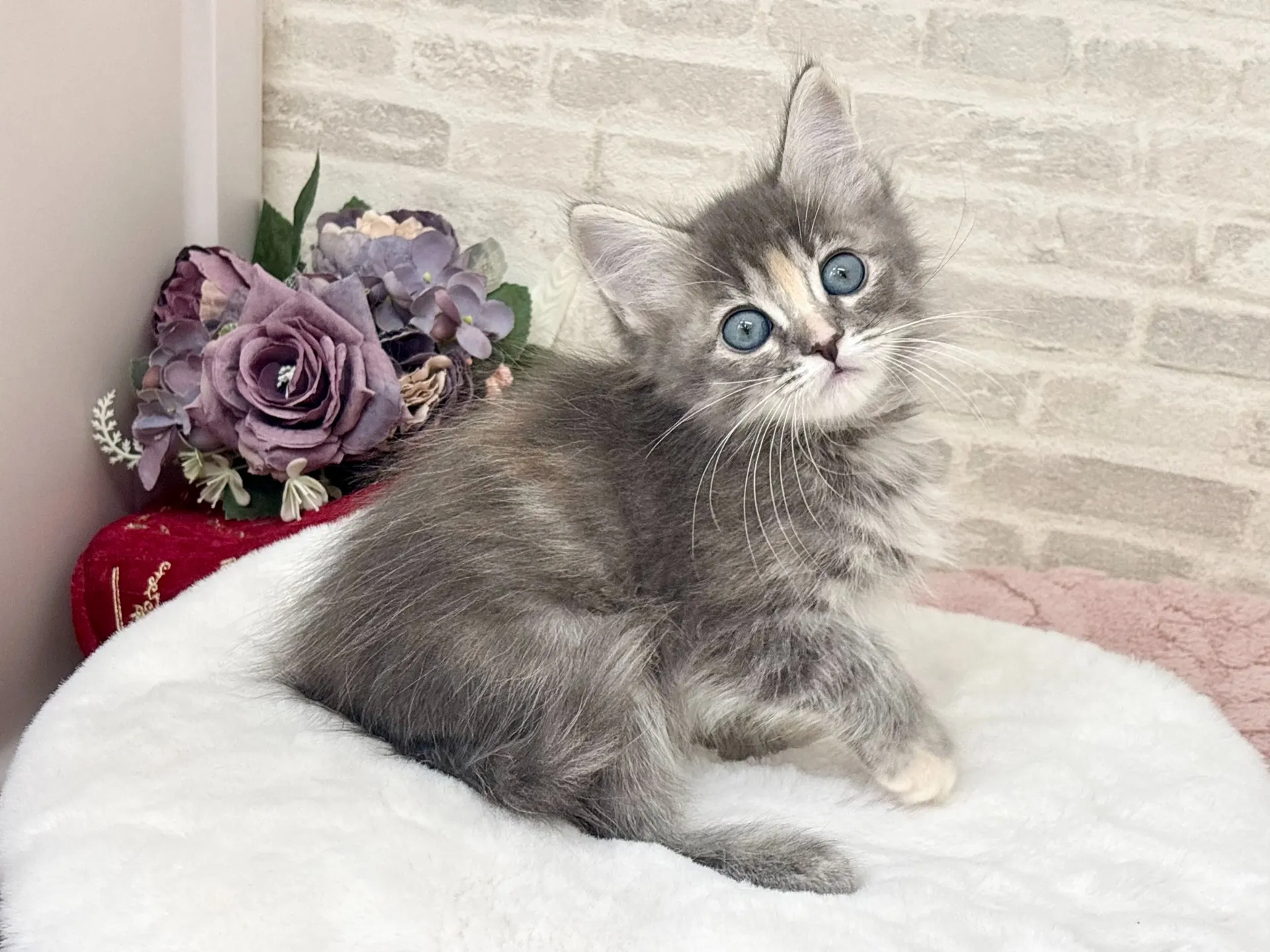 ★サイベリアン★メス★ No.3038