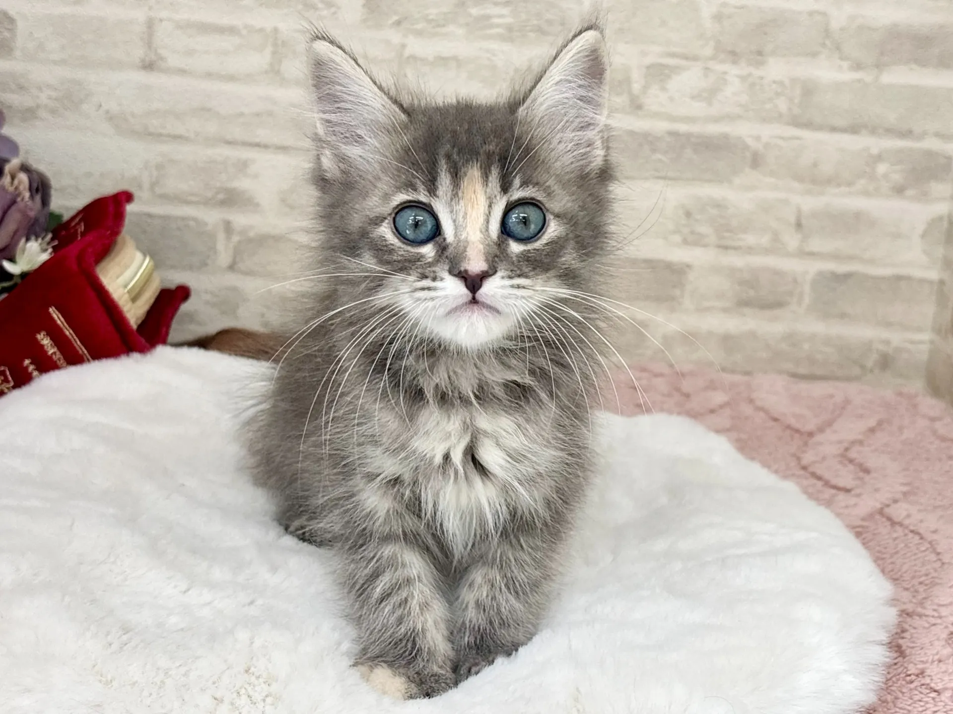 ★サイベリアン★メス★ No.3038