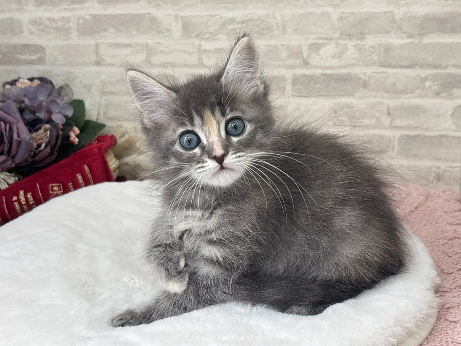 ★サイベリアン★メス★ No.3038