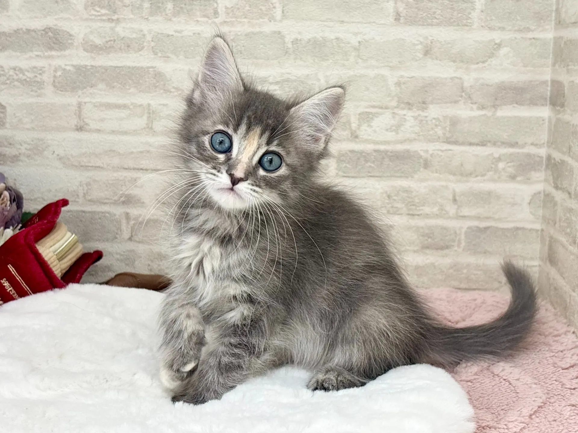 ★サイベリアン★メス★ No.3038