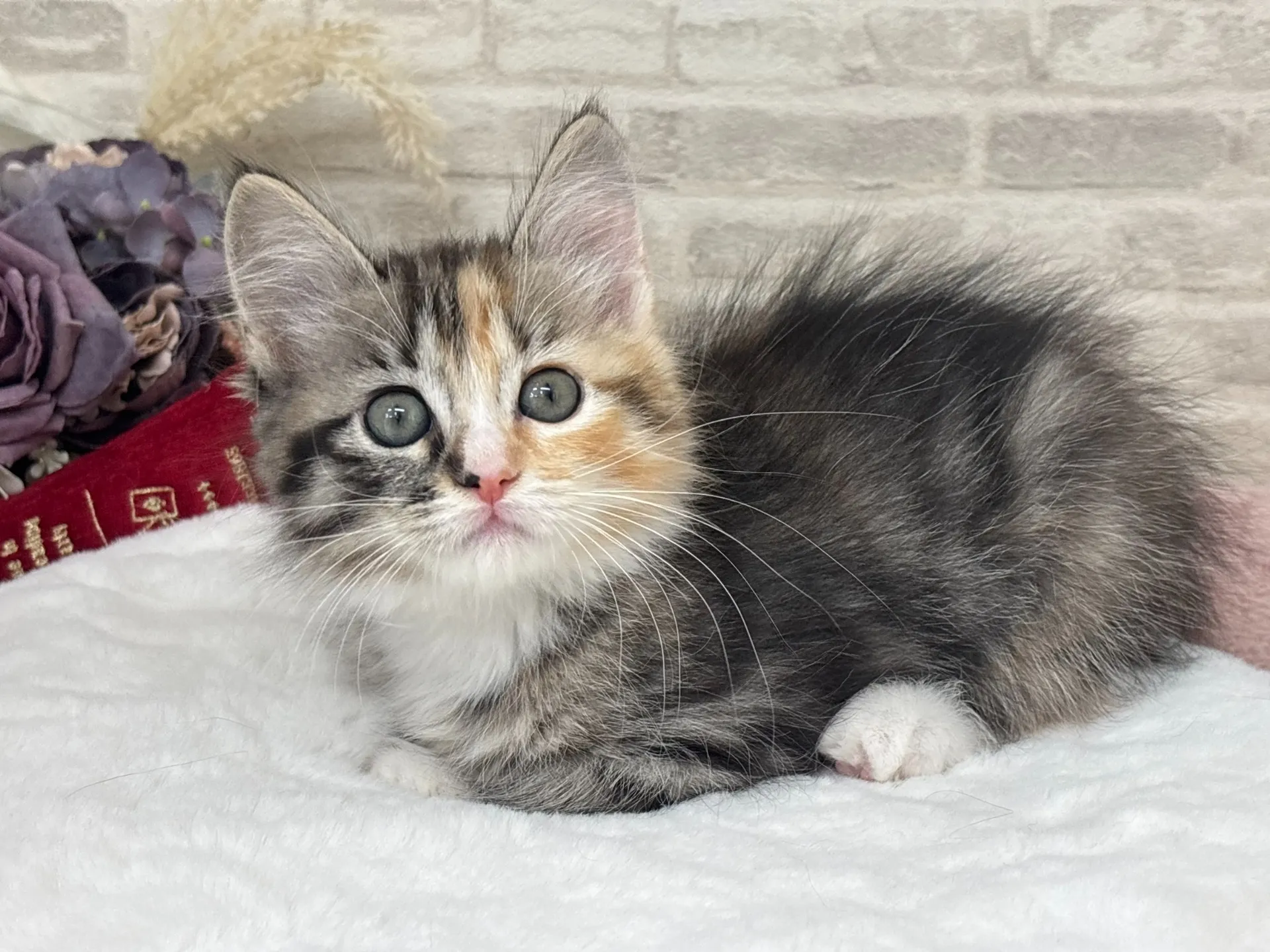 売約済★サイベリアン★メス★ No.3035