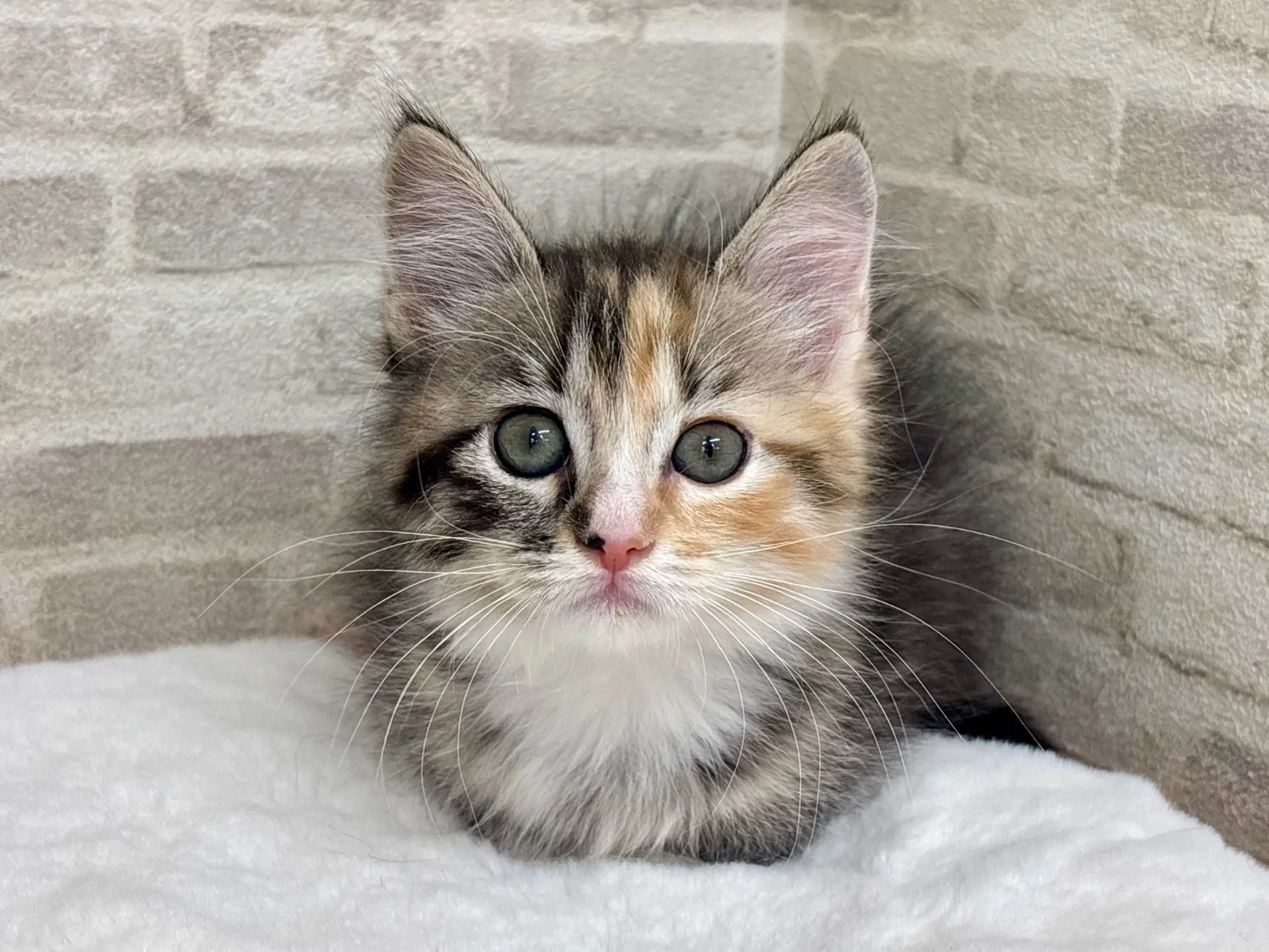 売約済★サイベリアン★メス★ No.3035