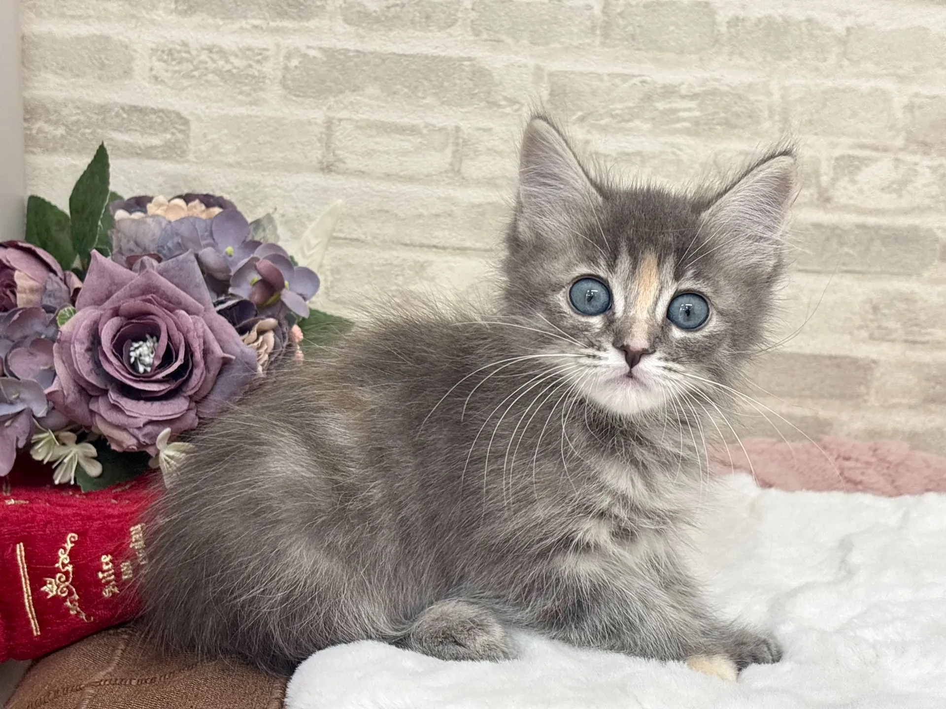 ★サイベリアン★メス★ No.3038