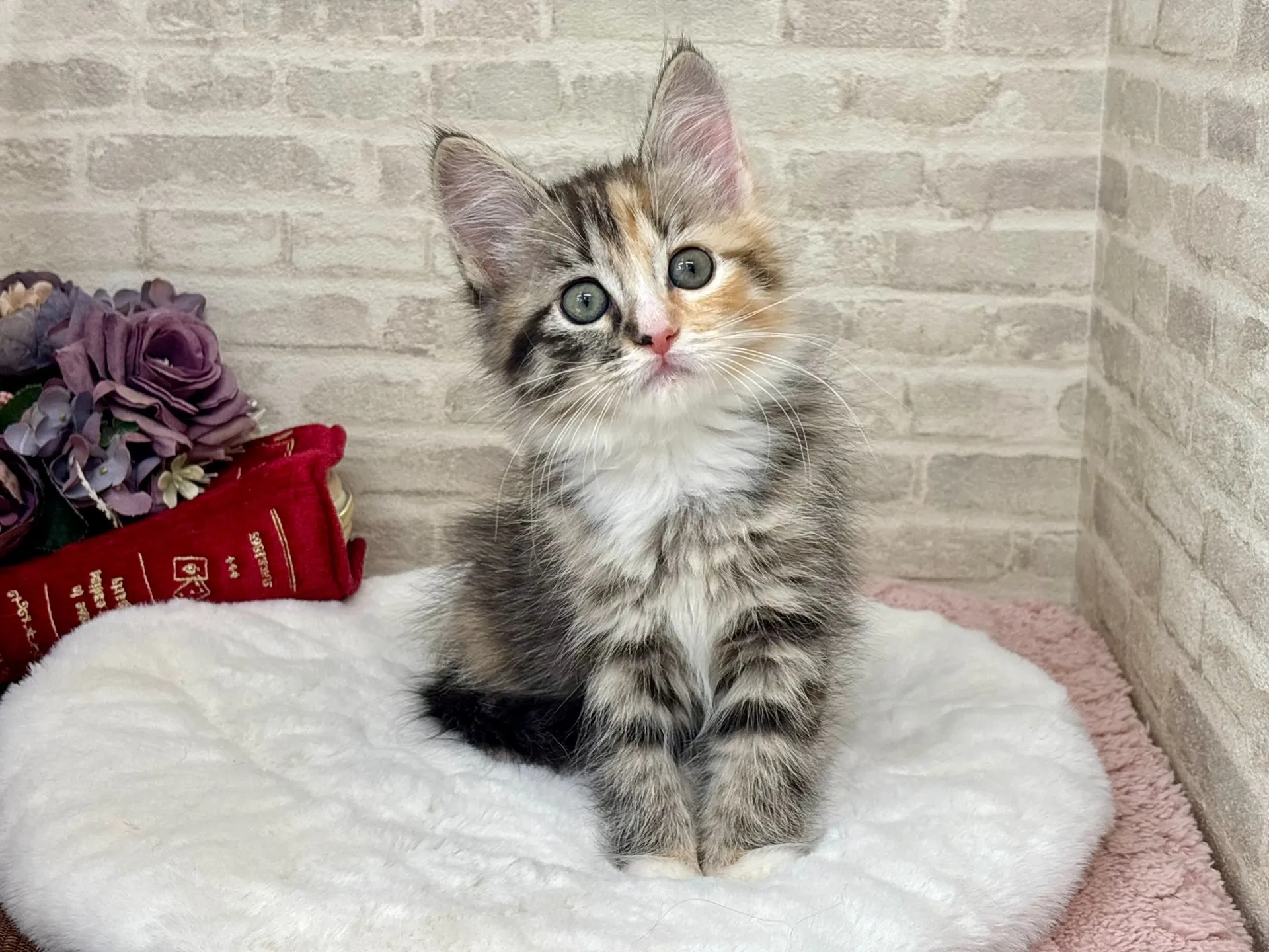 売約済★サイベリアン★メス★ No.3035