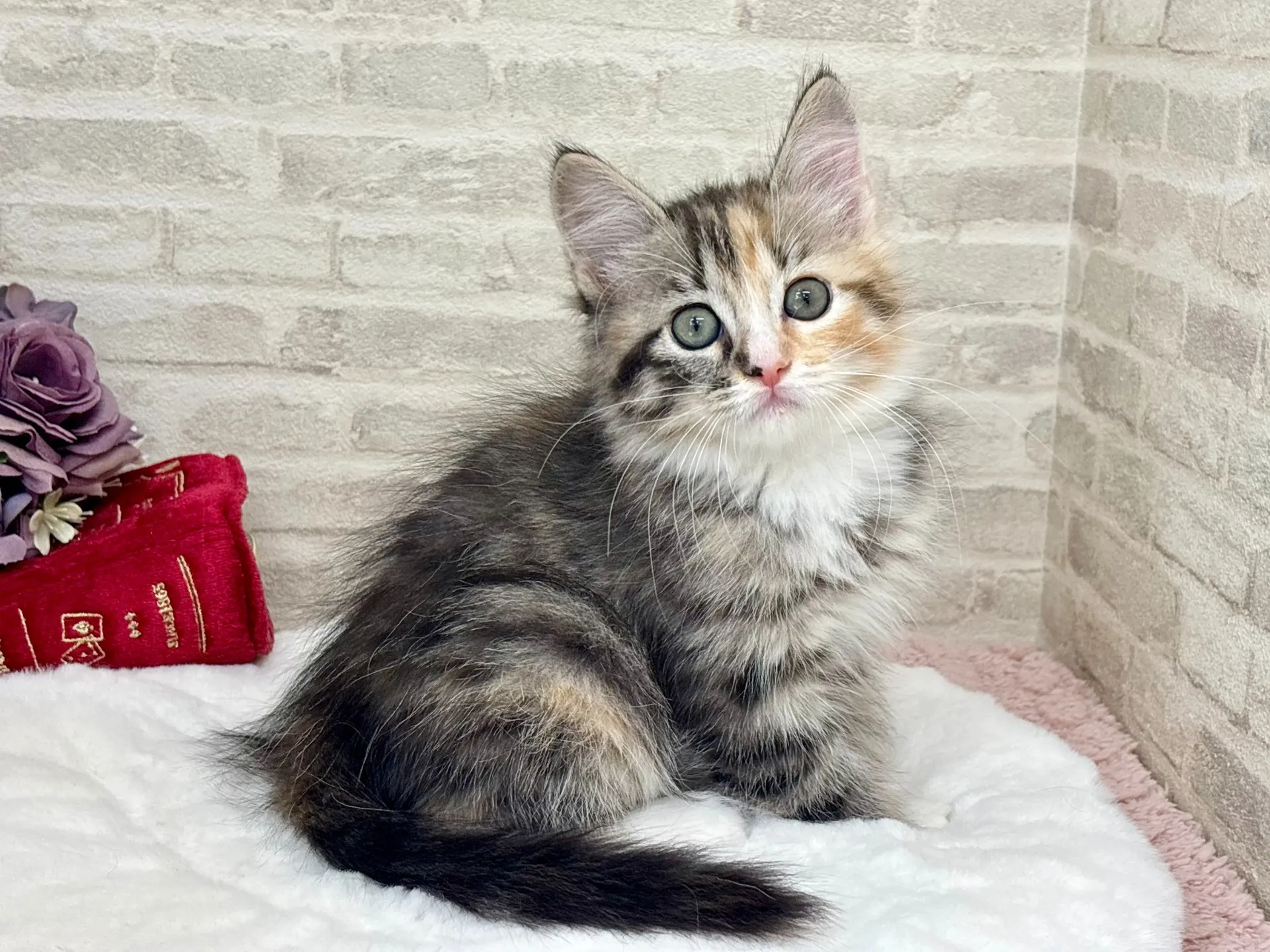 ★サイベリアン★メス★ No.3035