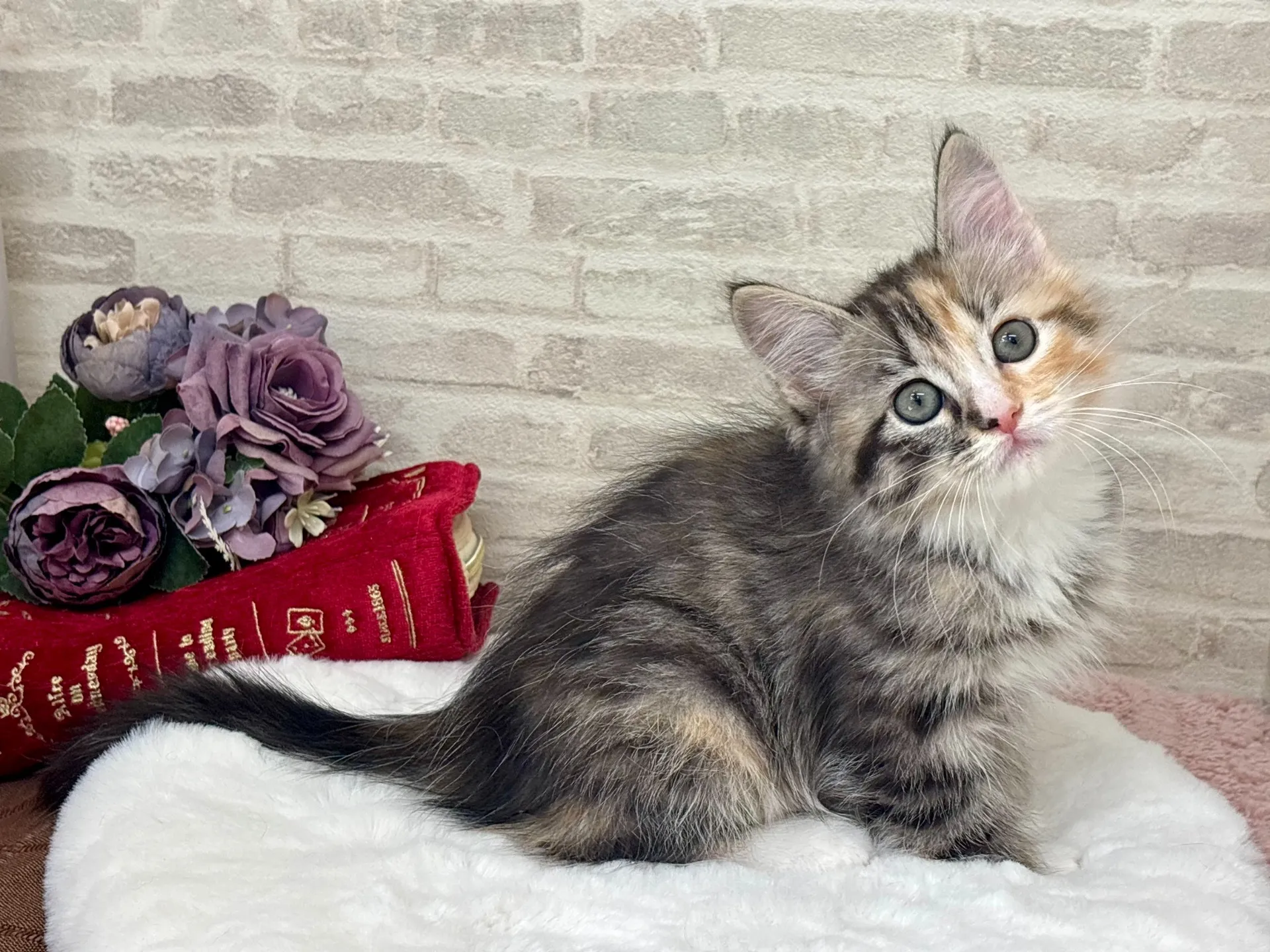 売約済★サイベリアン★メス★ No.3035