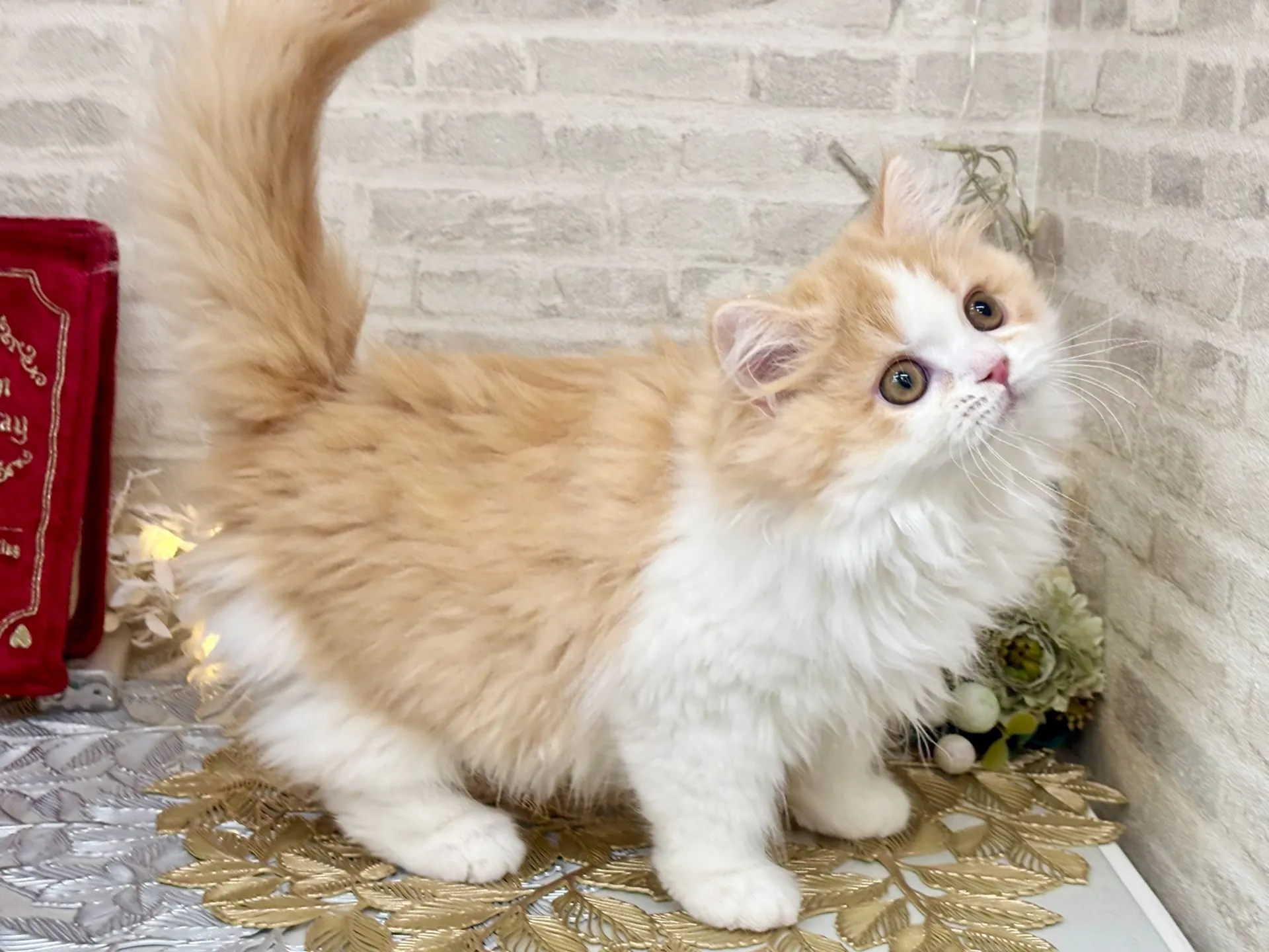 売約済★ミヌエット（足長）★オス★ No.3025