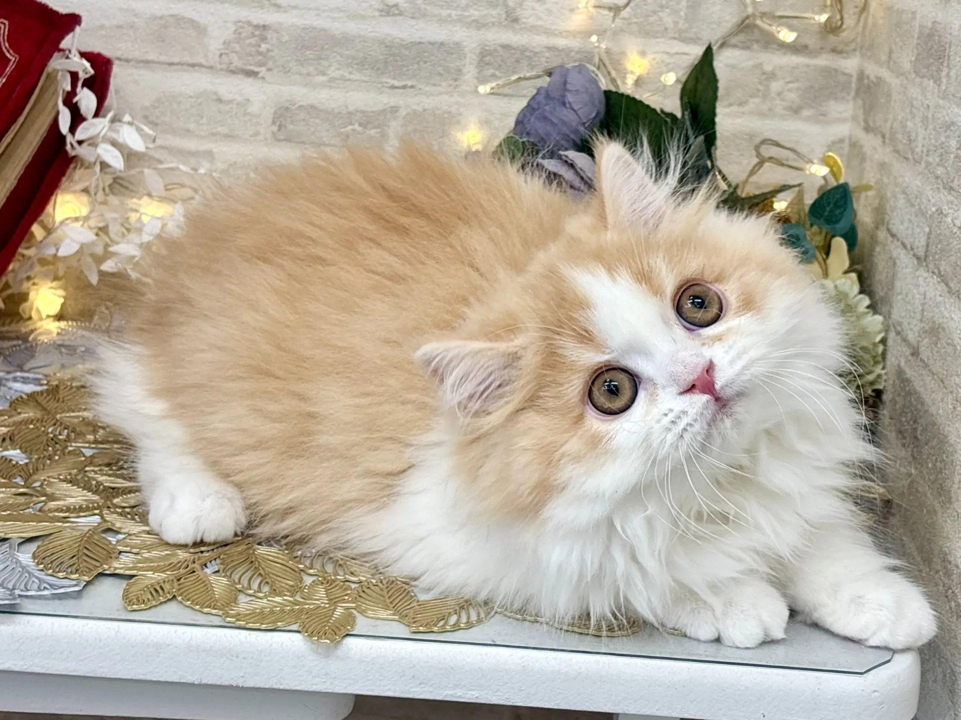 売約済★ミヌエット（足長）★オス★ No.3025