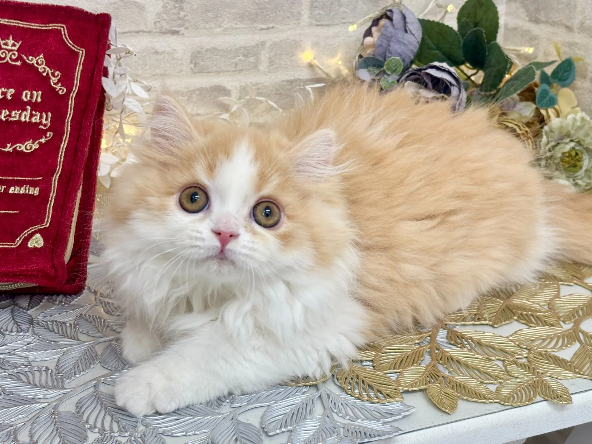 売約済★ミヌエット（足長）★オス★ No.3025