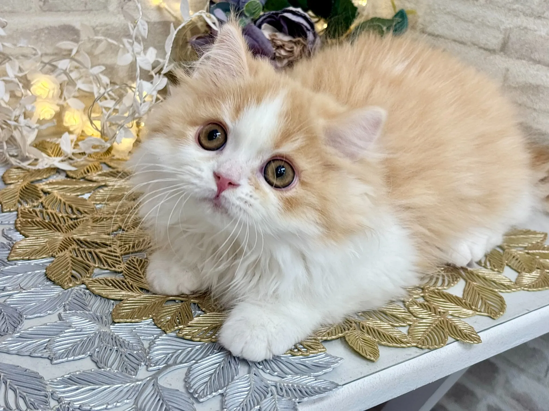 売約済★ミヌエット（足長）★オス★ No.3025