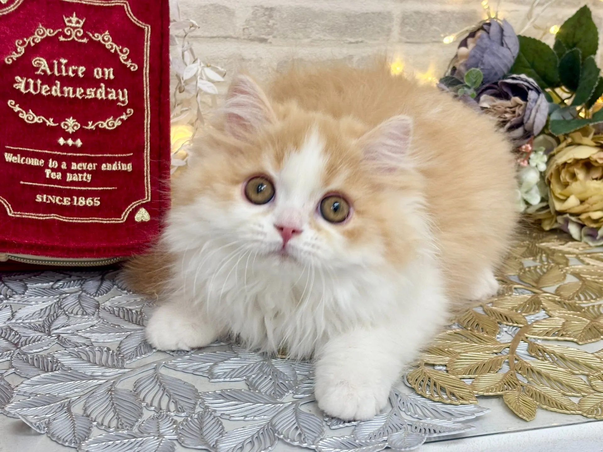 売約済★ミヌエット（足長）★オス★ No.3025