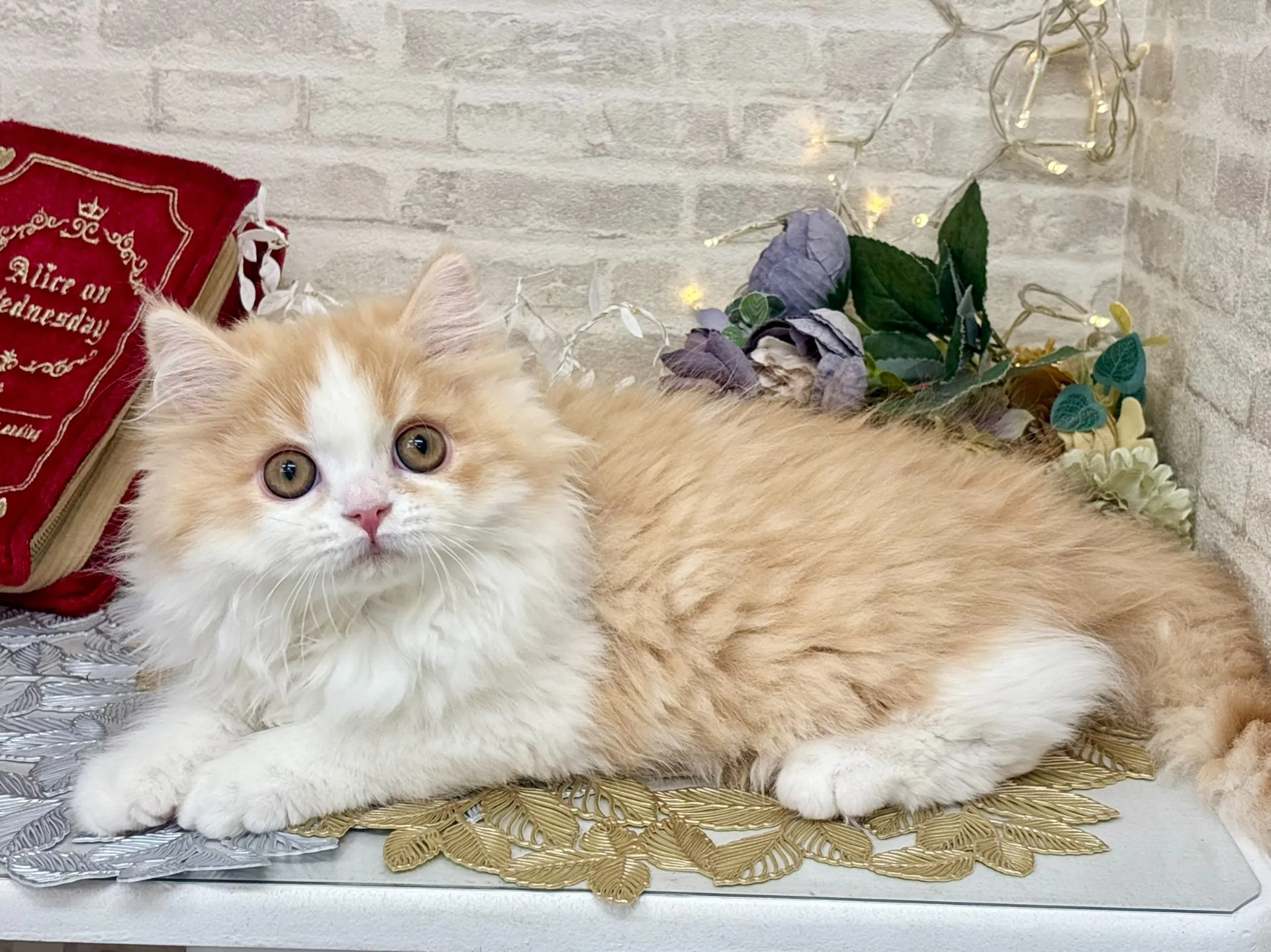 ★ミヌエット（足長）★オス★ No.3025