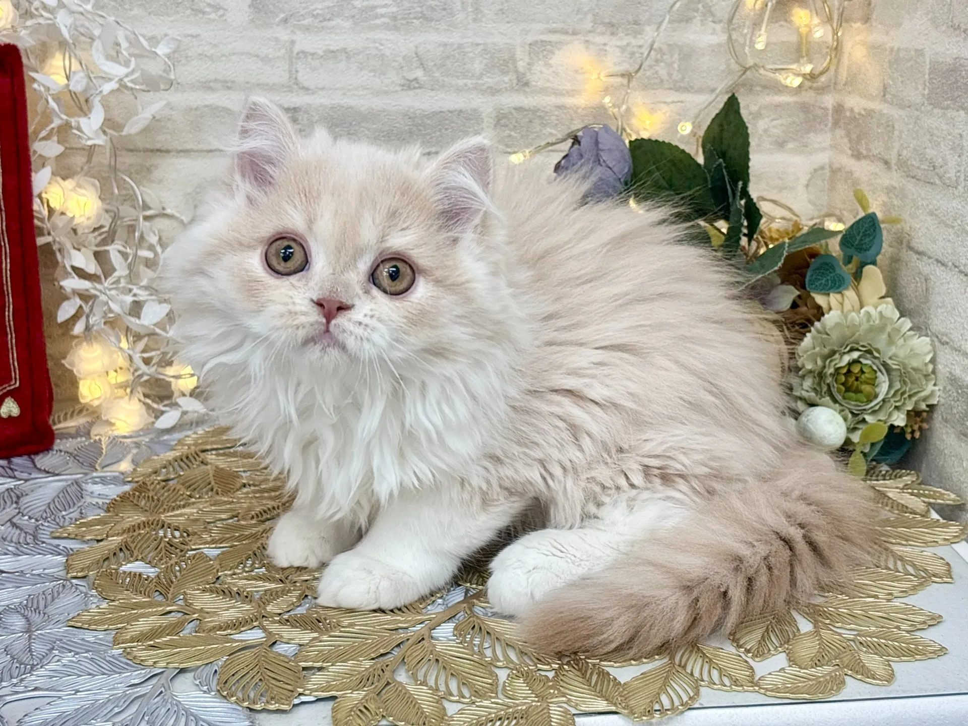 売約済★ミヌエット（足長）★オス★ No.3023