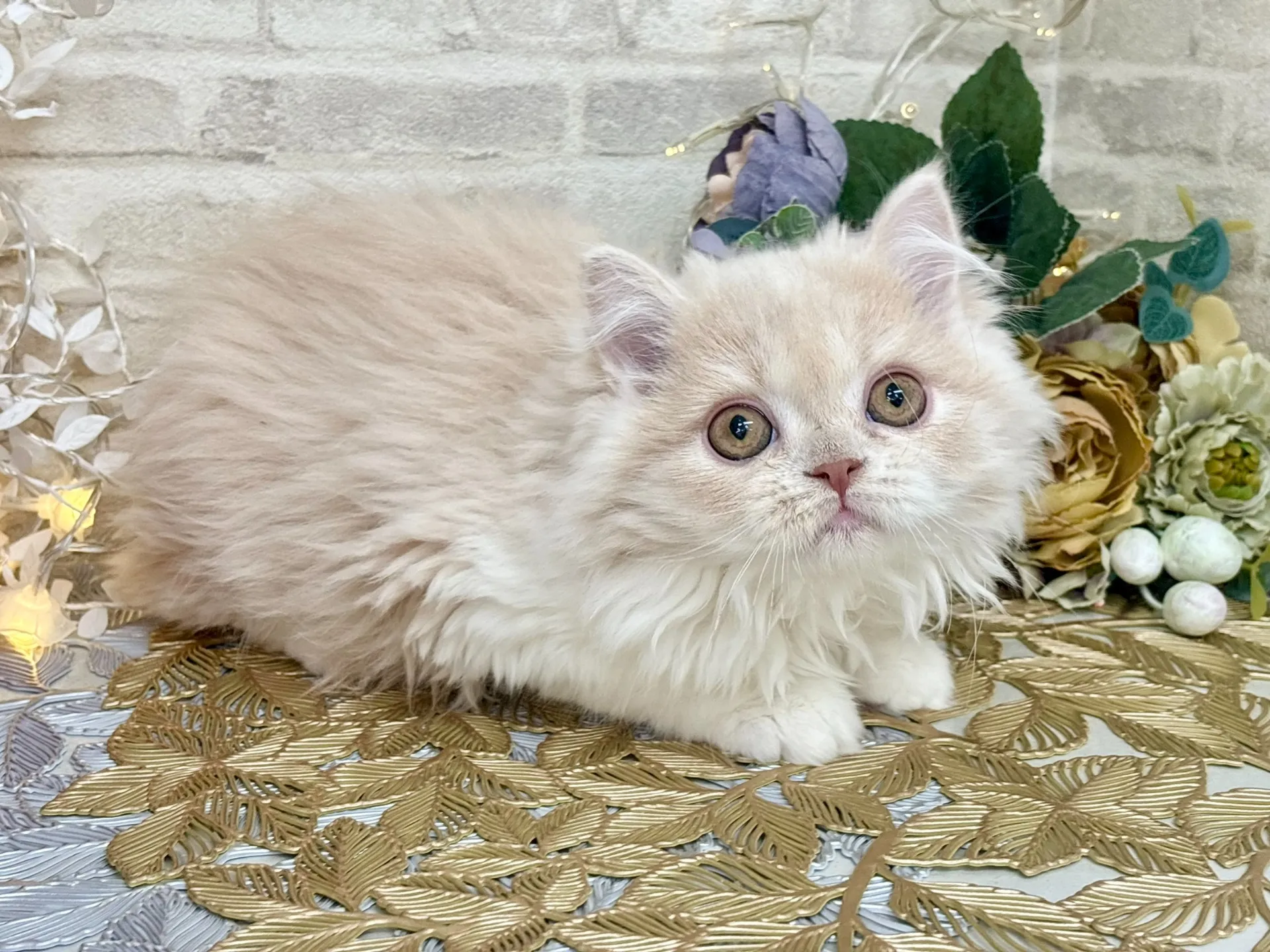 売約済★ミヌエット（足長）★オス★ No.3023