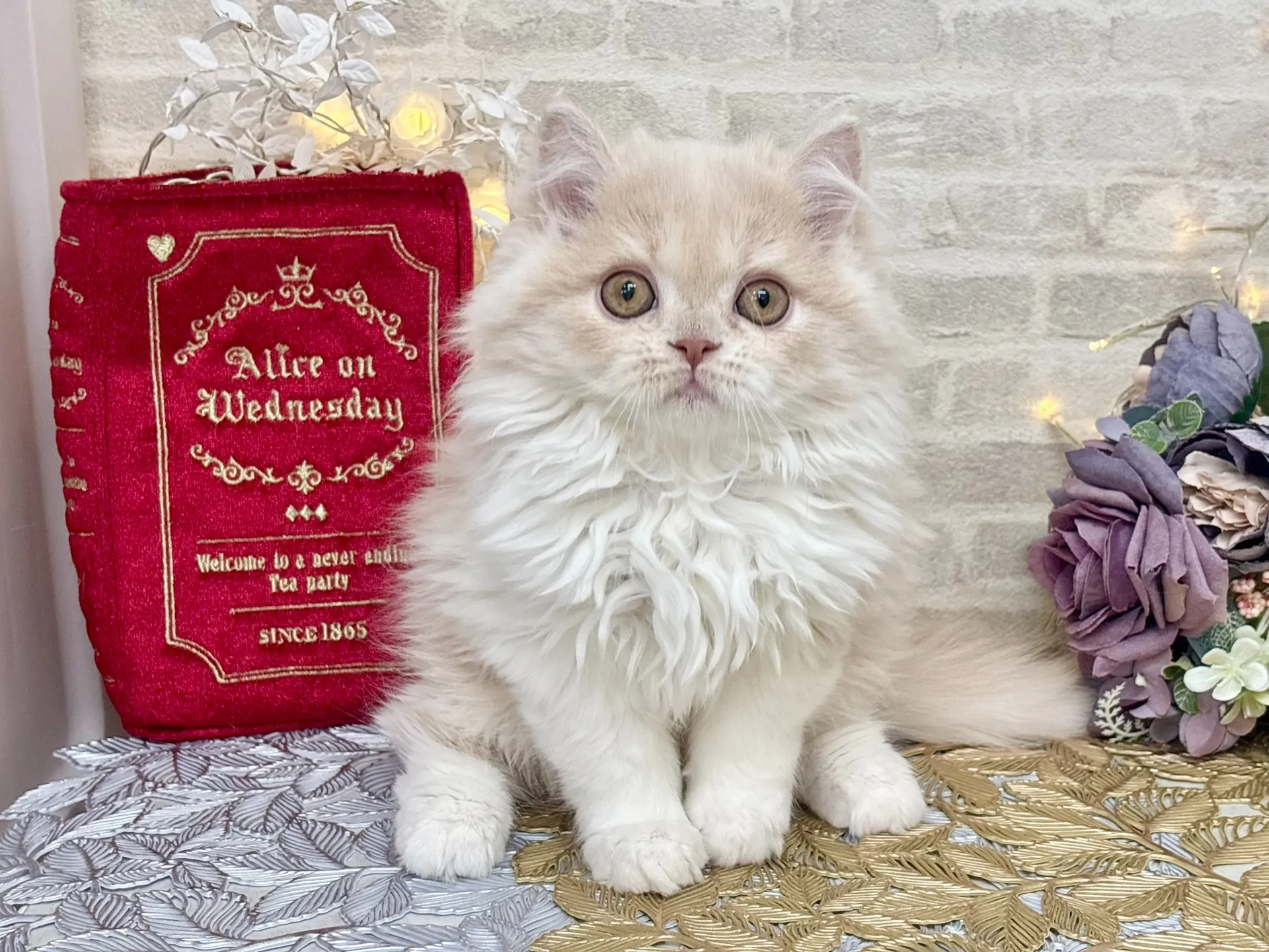 売約済★ミヌエット（足長）★オス★ No.3023