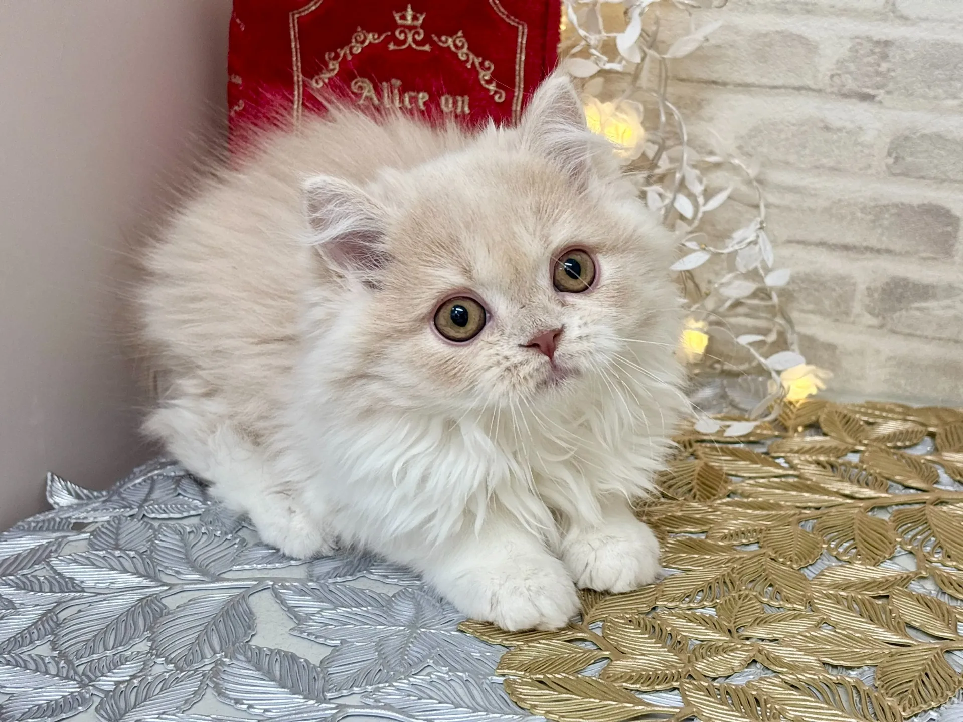 売約済★ミヌエット（足長）★オス★ No.3023