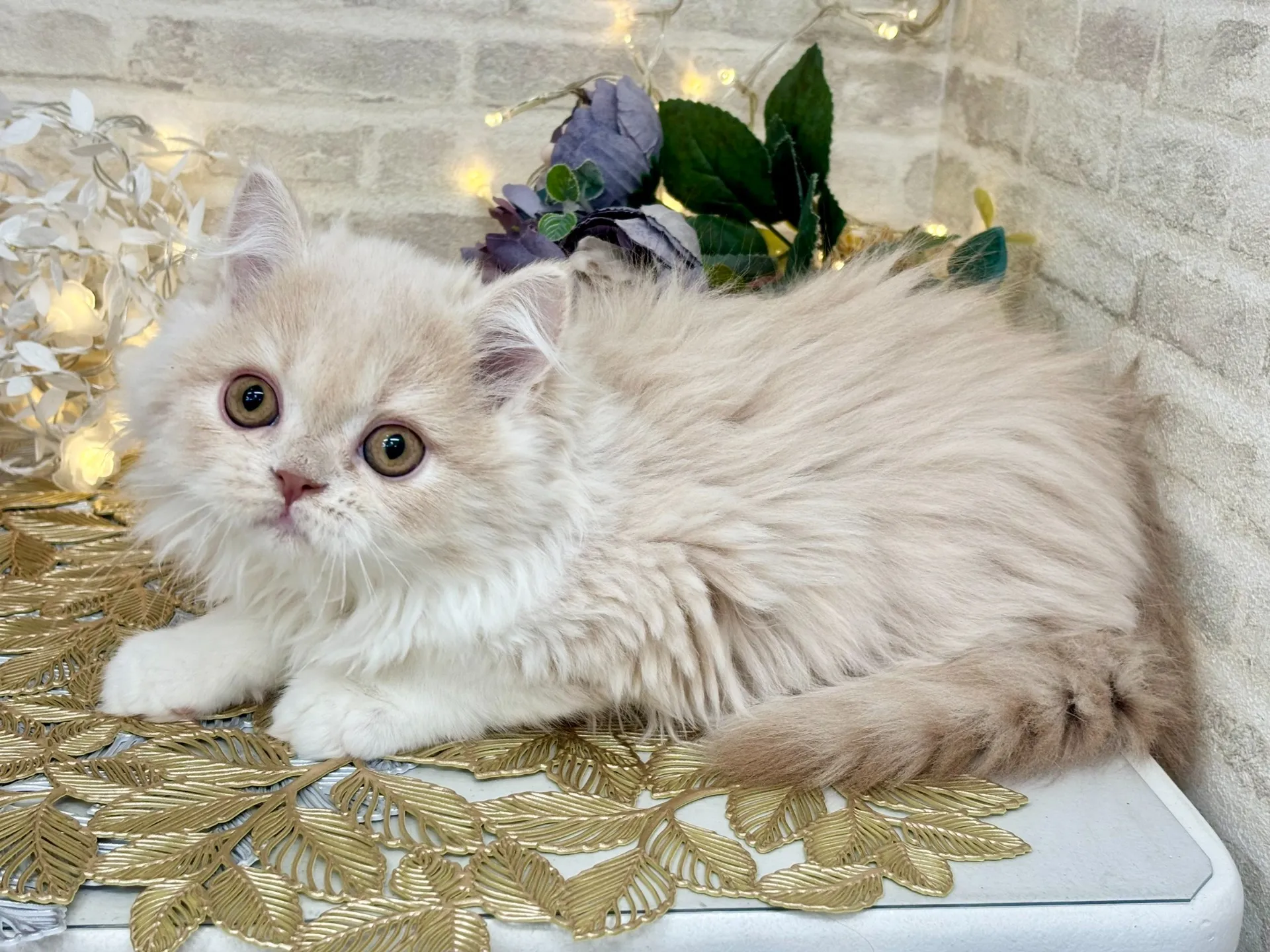 売約済★ミヌエット（足長）★オス★ No.3023