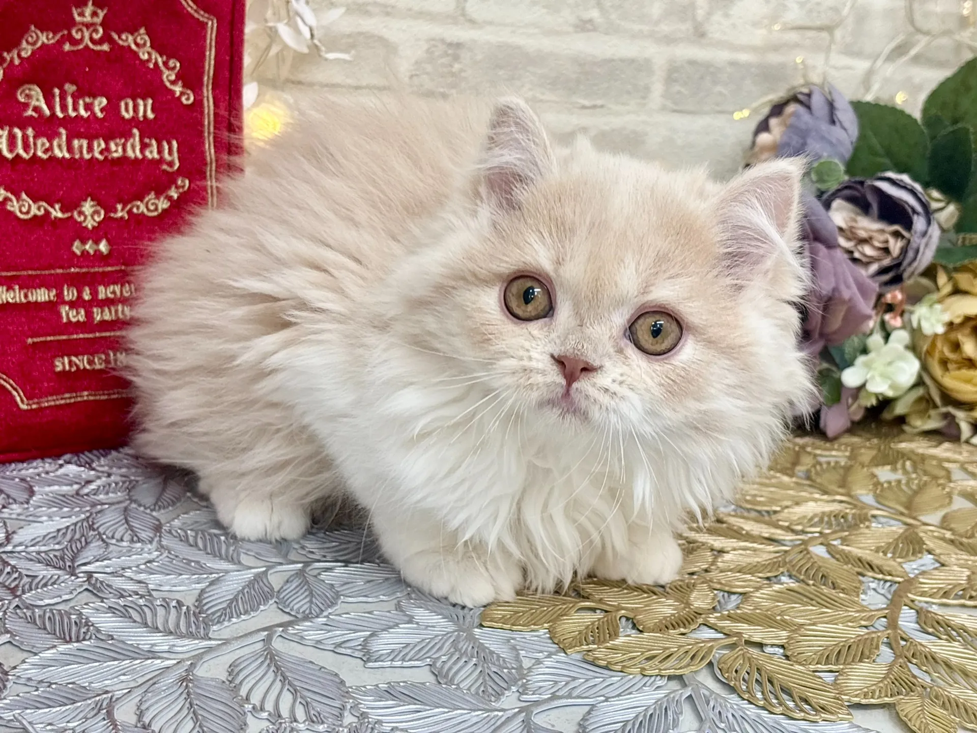 ★ミヌエット（足長）★オス★ No.3023