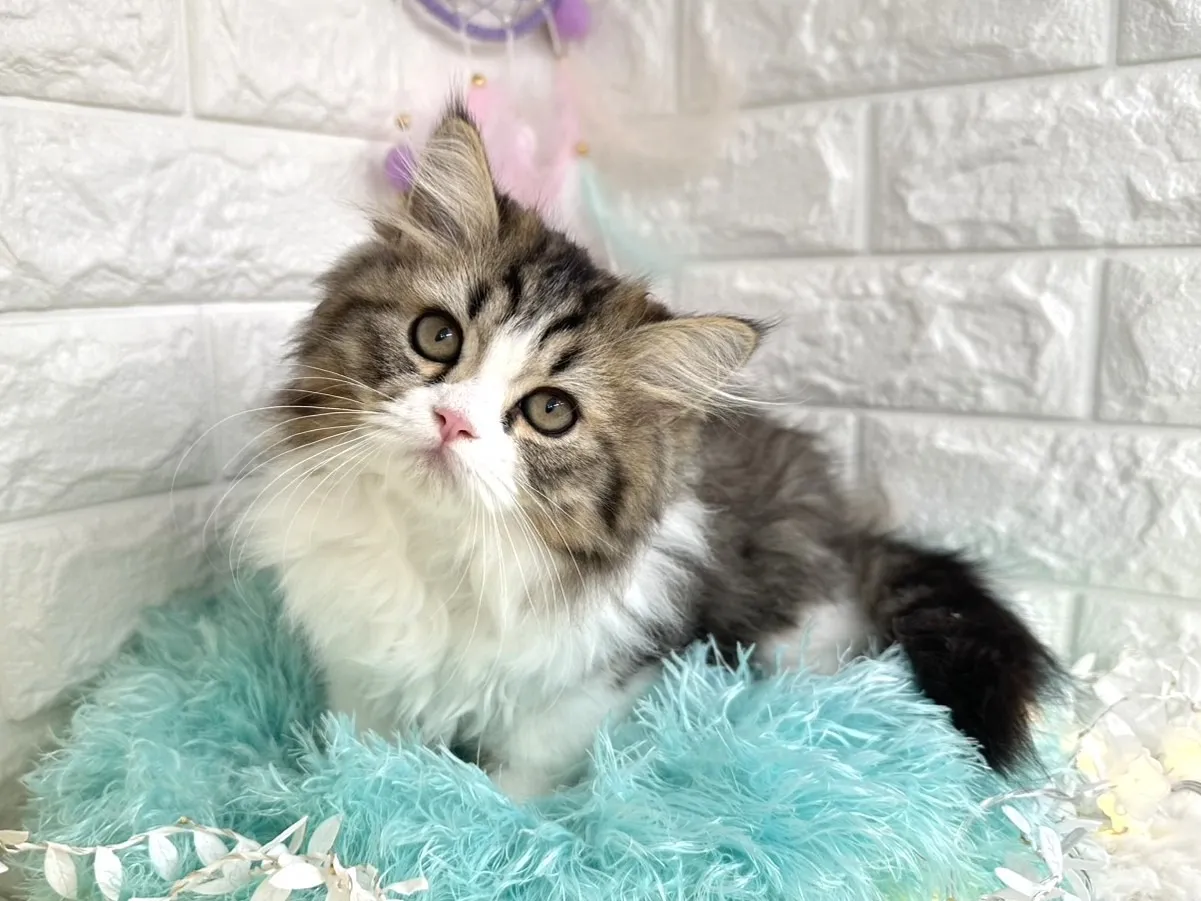 ★ミヌエット（足長）★オス★ No.3011