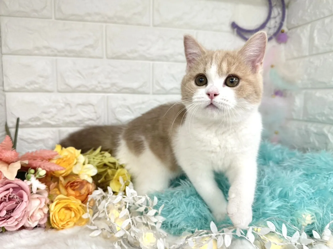 売約済★ミヌエット（足長）★メス★ No.3021