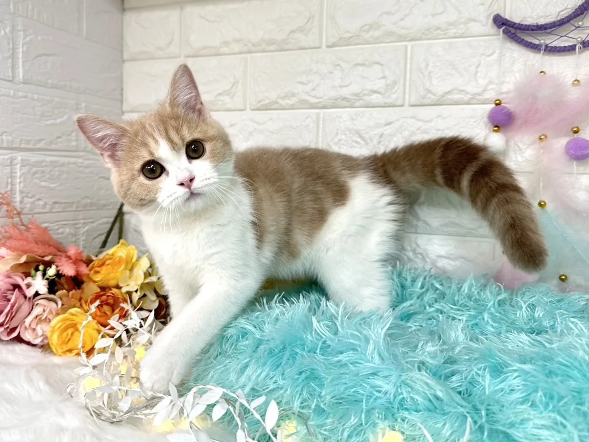 ★ミヌエット（足長）★メス★ No.3021