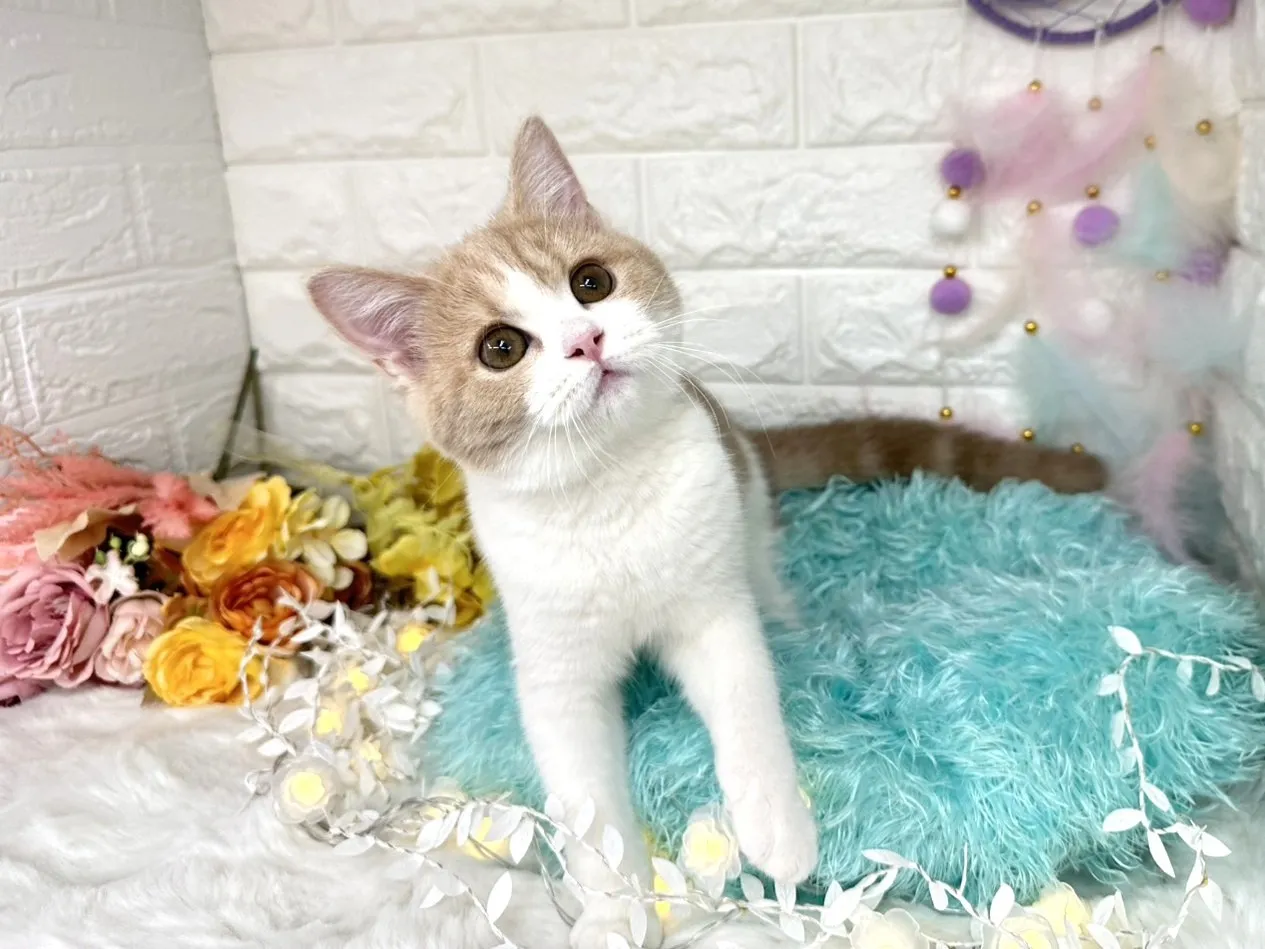 売約済★ミヌエット（足長）★メス★ No.3021