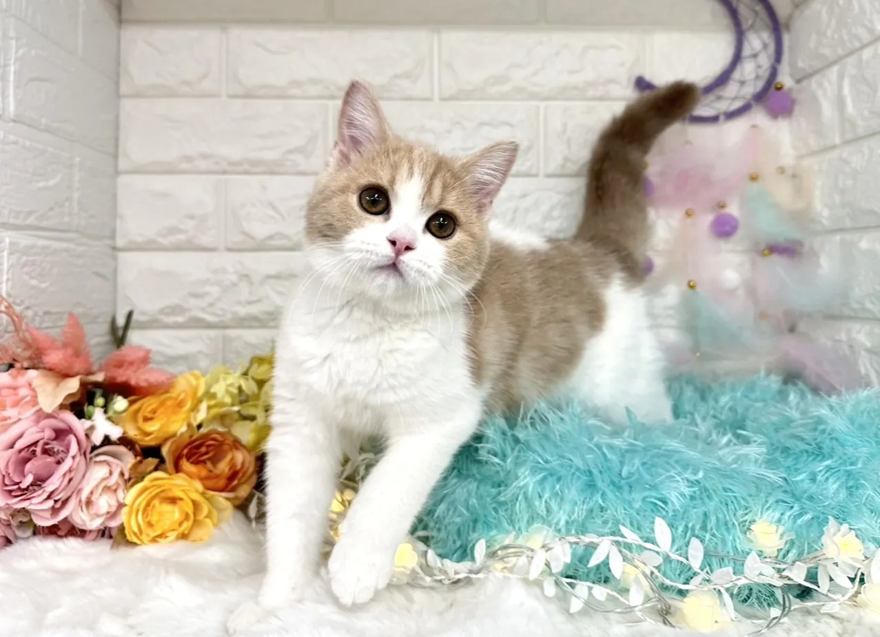 売約済★ミヌエット（足長）★メス★ No.3021