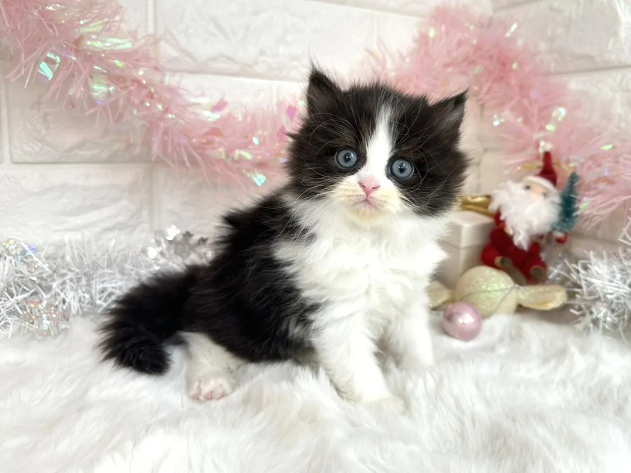 ★ミヌエット（足長）★メス★ No.3048