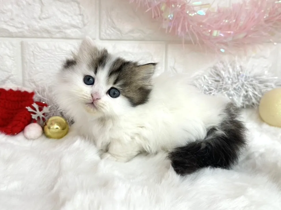 売約済★ミヌエット（短足）★メス★ No.3049