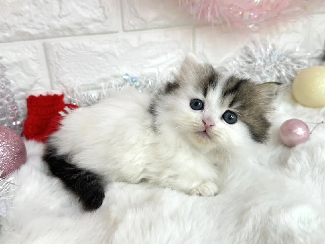 売約済★ミヌエット（短足）★メス★ No.3049