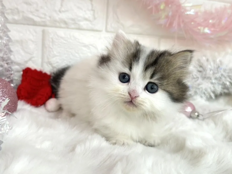 ★ミヌエット（短足）★メス★ No.3049