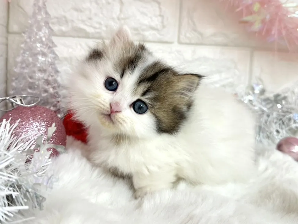 売約済★ミヌエット（短足）★メス★ No.3049