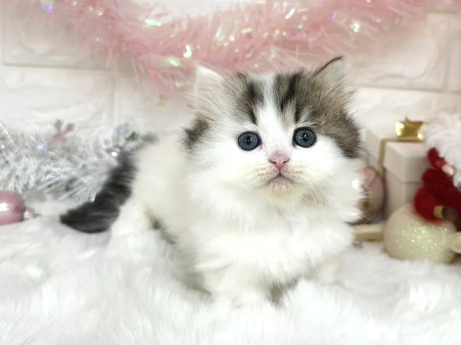 売約済★ミヌエット（短足）★メス★ No.3049