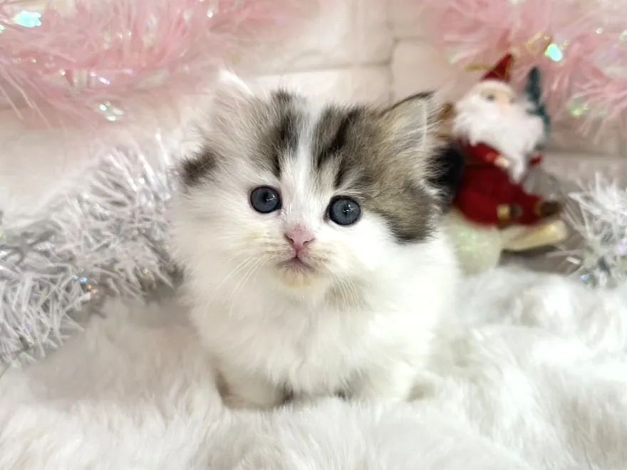 売約済★ミヌエット（短足）★メス★ No.3049