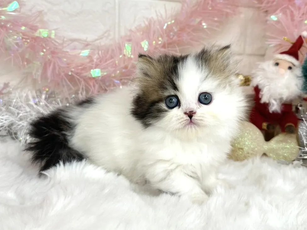 売約済★ミヌエット（短足）★メス★ No.3050