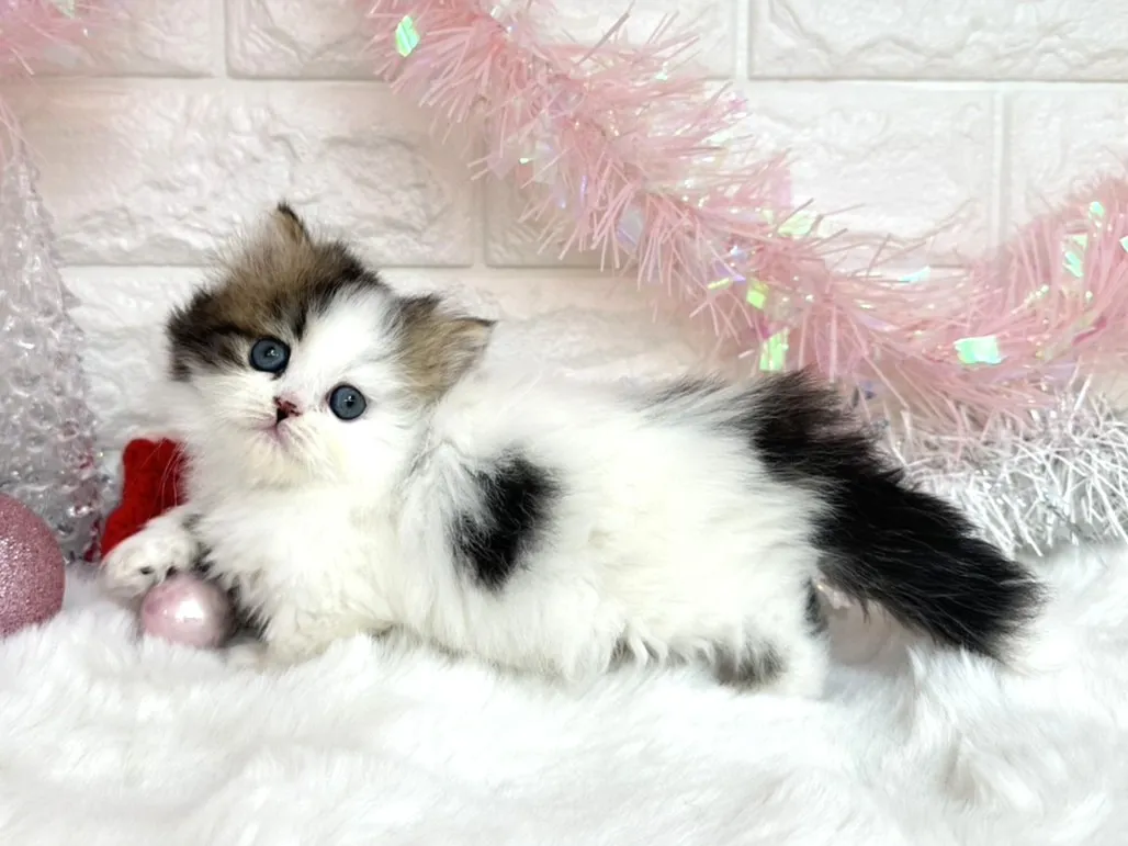 売約済★ミヌエット（短足）★メス★ No.3050