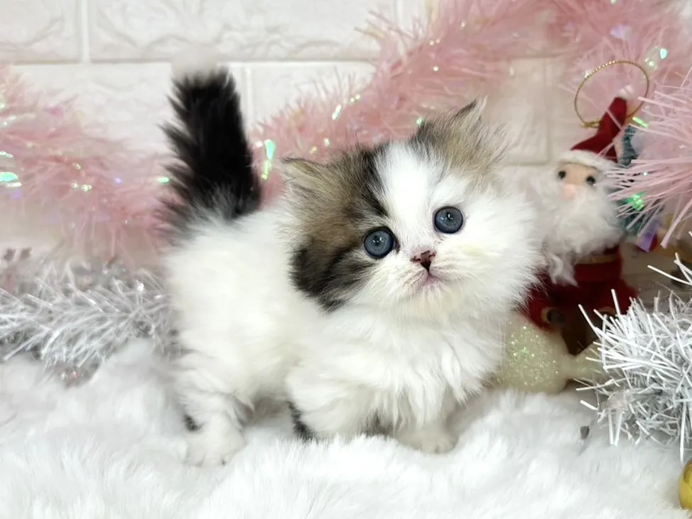 売約済★ミヌエット（短足）★メス★ No.3050