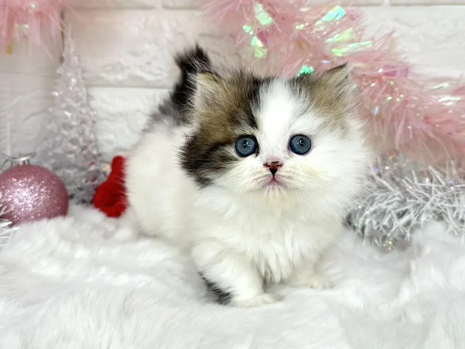 売約済★ミヌエット（短足）★メス★ No.3050