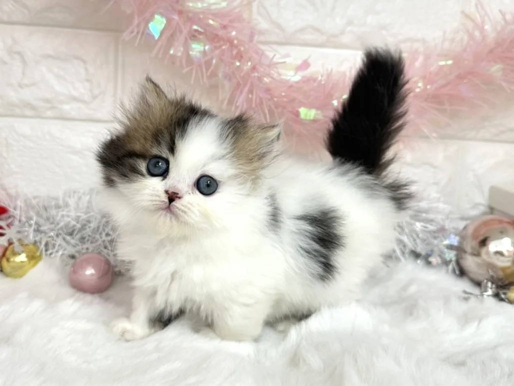 売約済★ミヌエット（短足）★メス★ No.3050