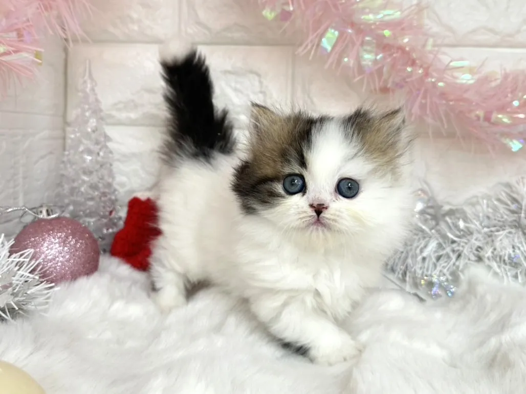 ★ミヌエット（短足）★メス★ No.3050