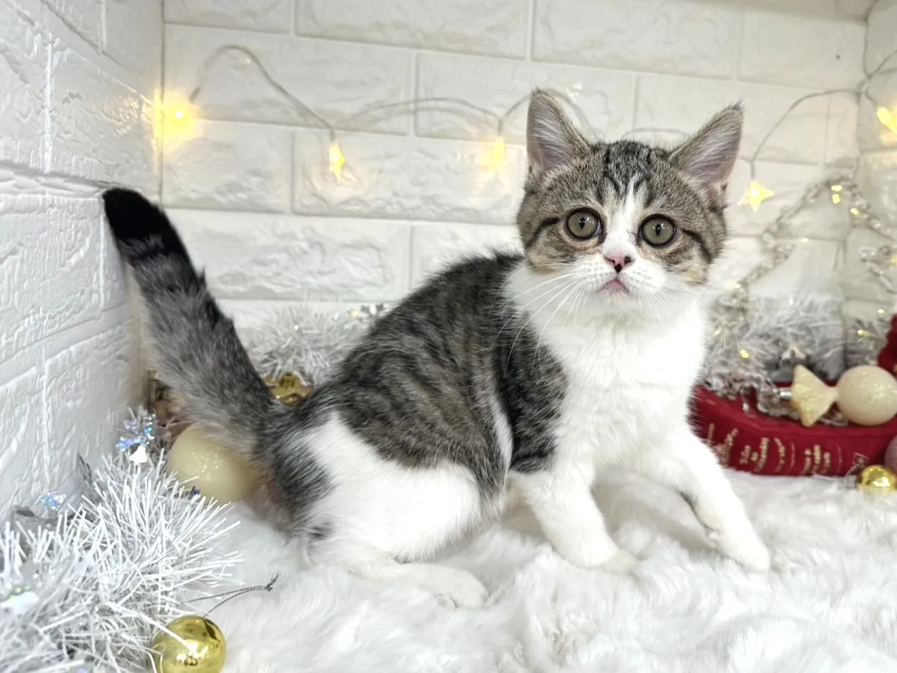 ★ミヌエット（足長）★オス★ No.3028