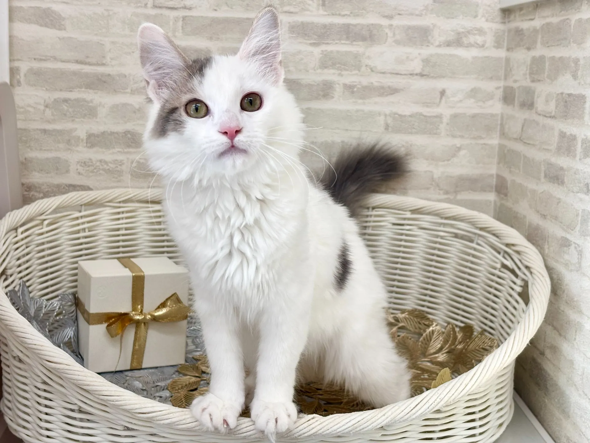 ★サイベリアン★メス★ No.2994